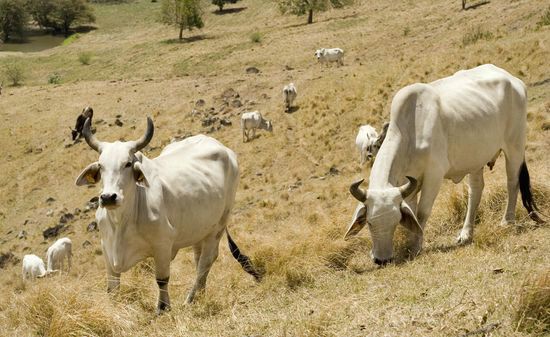 Vaches d'origine brahmane - Martinique