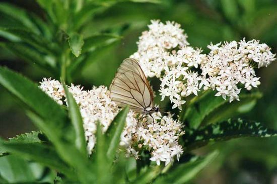 Papillon blanc - Luberon