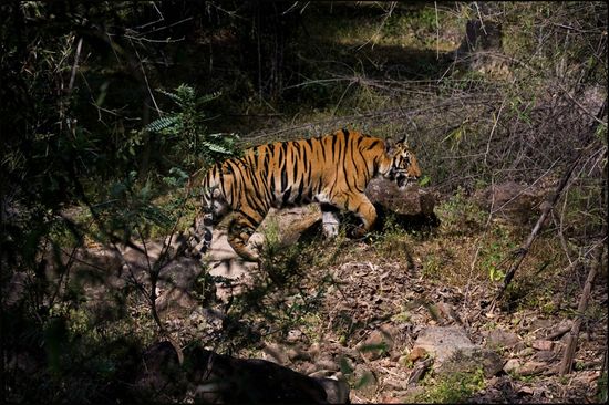 Tigre du Bengale - Bandhavgarh - Madhya Pradesh - Inde