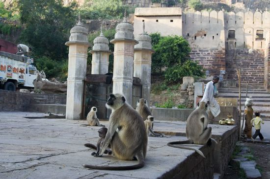 Les gardiens du lieu - Ranthambhore - Rajasthan - Inde