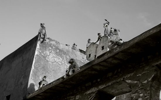 Les guetteurs du fort de Ramthambhore - Rajasthan - Inde