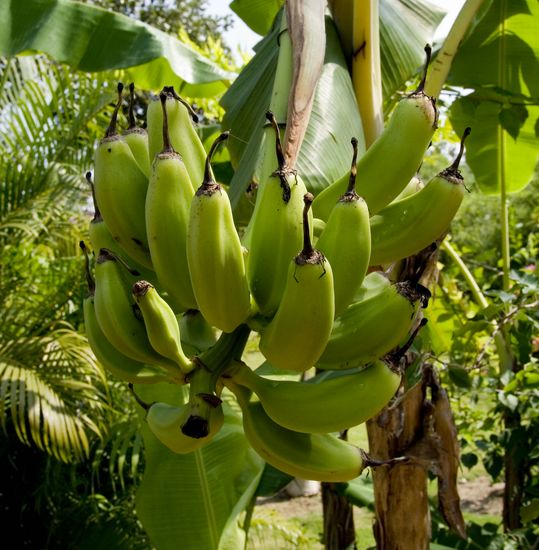 Bananier - Inde