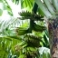Bananier - Martinique