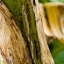 Tige de bananier - Martinique