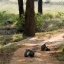 Triturages sur la piste - Bandhavgarh - Madhya Pradesh - Inde