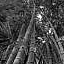 Bambou antillais
